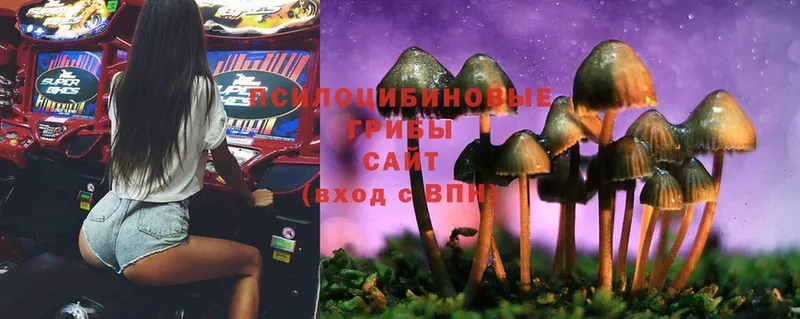 Псилоцибиновые грибы Psilocybe  цена   Калачинск 